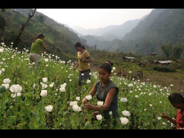Burma Myanmar Golden Triangle Poppy  Opium Trade  Thailand Laos