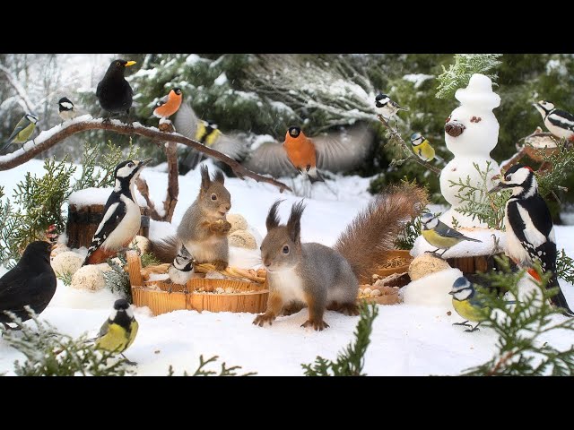 Hang Out with Forest Friends and The Snowman☃️ Cat TV for Cats to Watch😽 10 hours (4K HDR) Dog TV