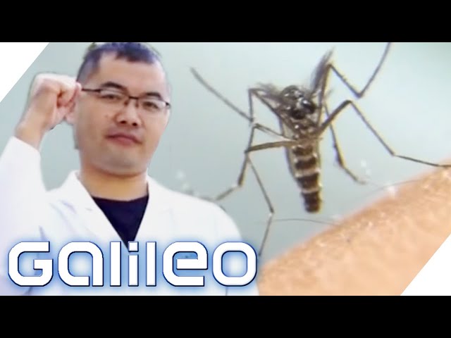 Geheimwaffe gegen Mücken - So will uns dieser Mann schützen! | Galileo | ProSieben