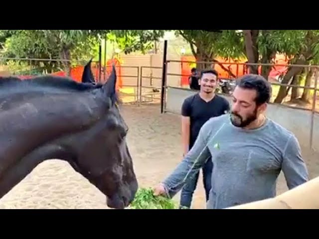 Salman Khan Feeding Food To His Horse In Panvel Farmhouse During Lock Down