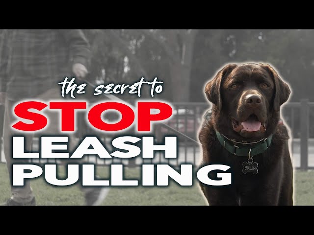 STOP Leash Pulling and Build a Bond with your DOG in One Session