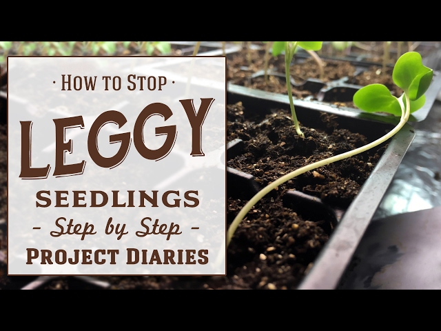 ★ How to: Stop Leggy Seedlings (Useful Tips & Step by Step Guide)