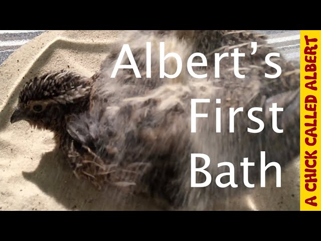 Albert takes a Bath