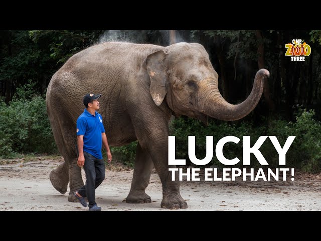 LUCKY the Elephant! | One Zoo Three