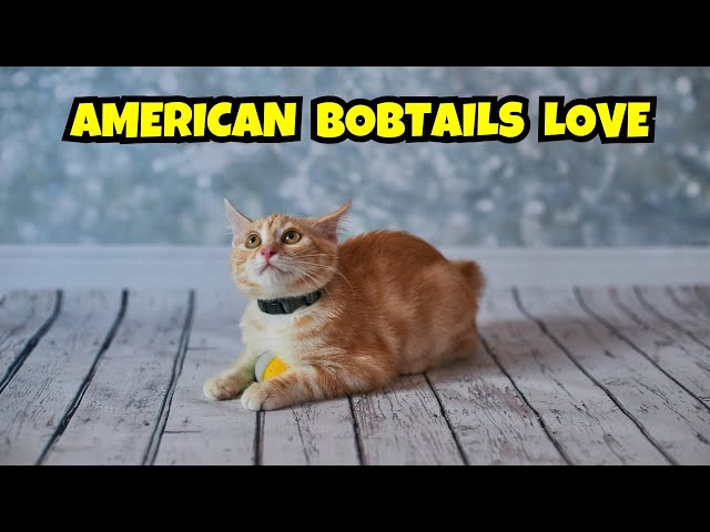 Why American Bobtails Steal Our Hearts: A Cat Lover's Deep Dive