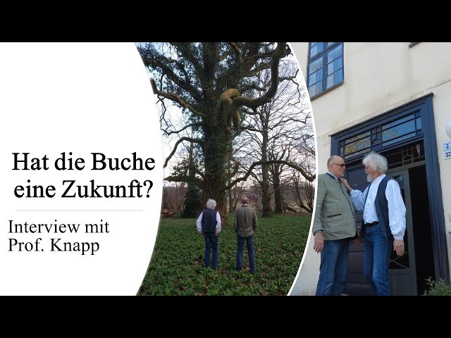 Zukunftsbaum Buche? - Interview mit Prof. Knapp