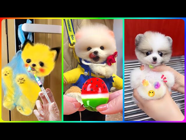 Tik Tok Chó Phốc Sóc Mini 😍 Funny and Cute Pomeranian #488