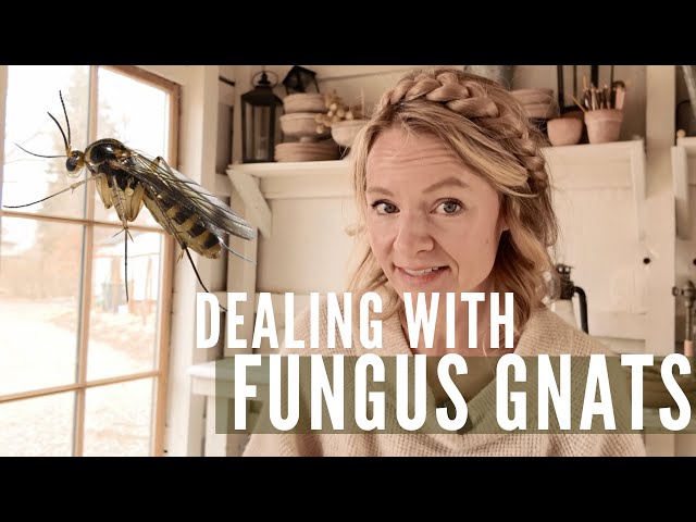 Fungus gnats in your seedlings? Here's what to do!