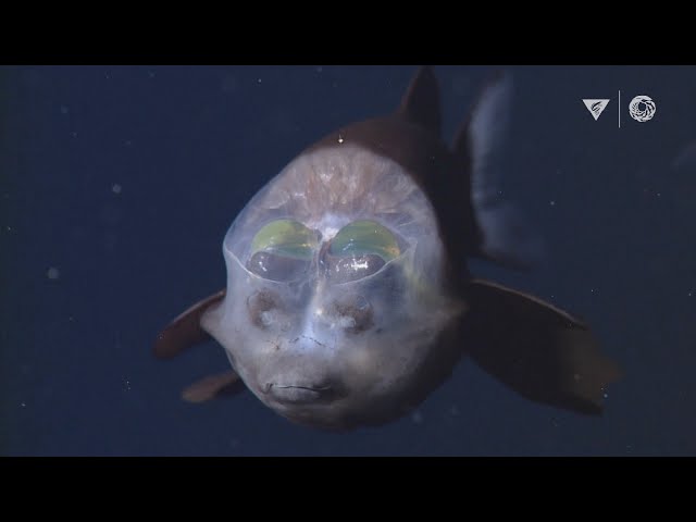 MBARI's Top 10 deep-sea animals