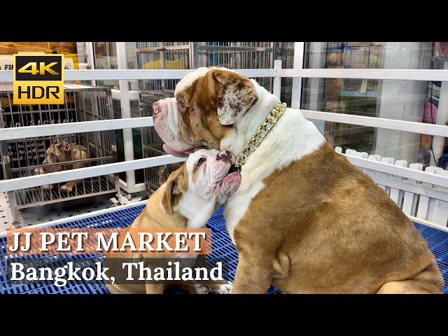 [BANGKOK] Chatuchak Weekend Market Pet Zone - "Biggest Pet Market In Bangkok!" | Thailand [4K HDR]