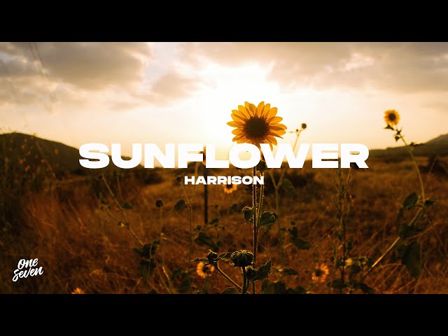 Harrison – Sunflower