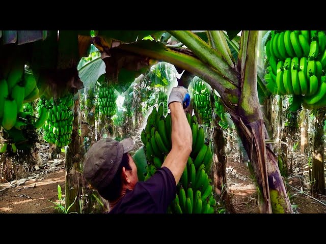 Harvesting Banana Fruit - Process Banana ripening - Eat ripe jackfruit