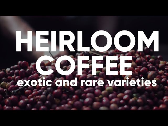 HEIRLOOM COFFEE EXOTIC AND RARE VARIETIES