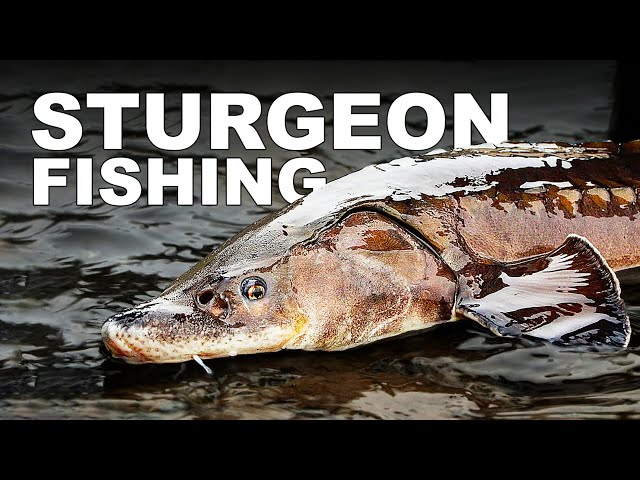 Fishing Wolf Creek Dam - Sturgeon Caught!
