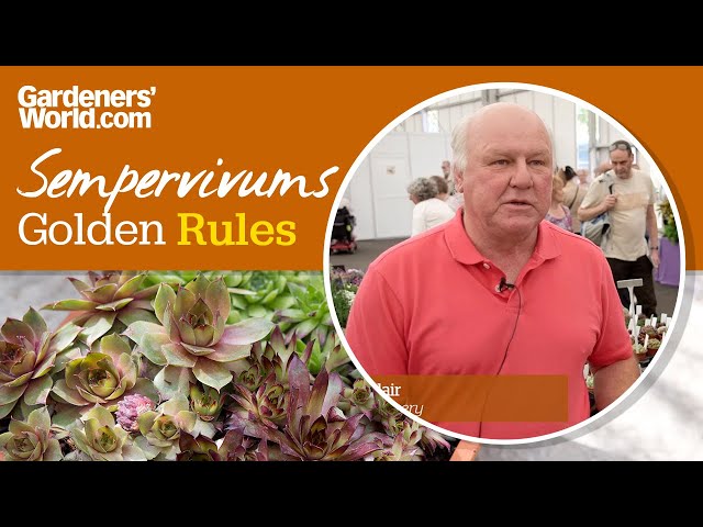 Caring for sempervivums - Golden Rules