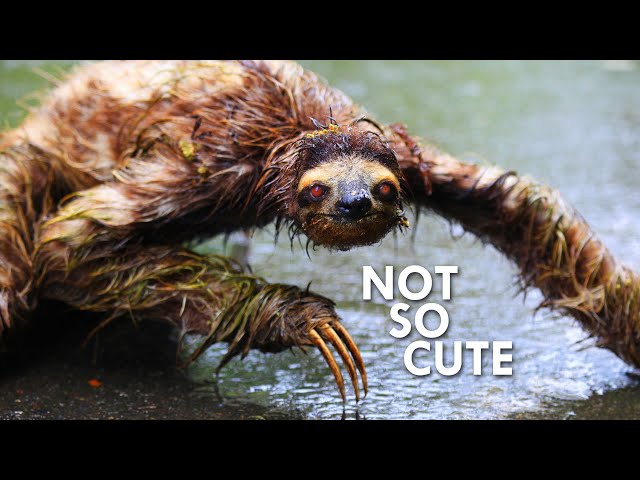 Sloths Move So Slowly That Algae Grows on their Coats | Animalogic Wild