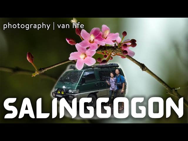 We found a SALINGGOGON: One of the MOST BEAUTIFUL FLOWERING TREES of the Philippines