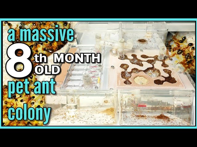 The SCARY ARMY of DESTRUCTIVE ANTS | D Colony