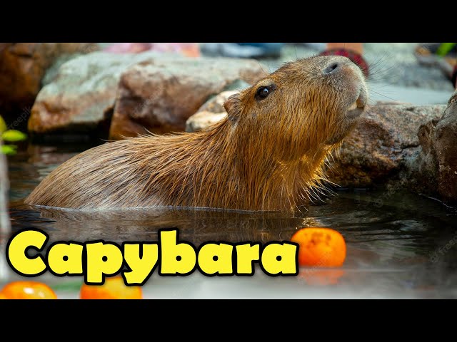 What is a Capybara?  -  Interesting Capybara Facts For Kids!