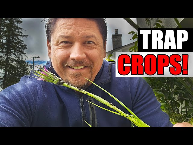 Trap Crops Explained