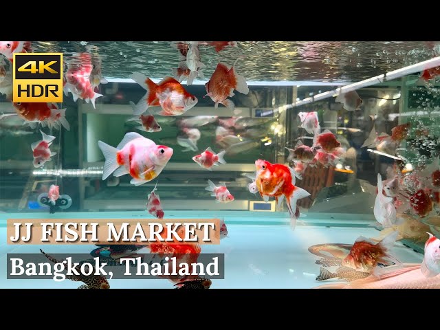 [BANGKOK] Chatuchak Weekend Market Fish Zone - Best Fish Market In Bangkok! [Walking Tour 4K HDR]