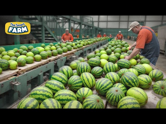 Watermelons MEGA FARM: An Incredible Journey From Field to Packaging