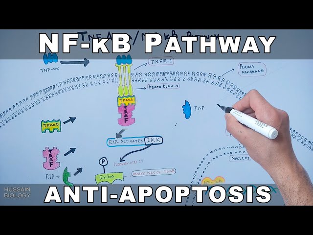 NF-κB Pathway | Cell Survival Pathway