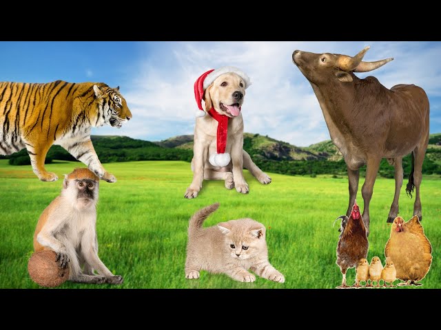 Funny Animal Moments - Dog, Monkey, Cat, Chicken, Cow, Tiger - Animal Videos