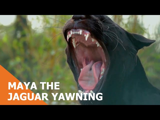 Maya the Jaguar Yawning
