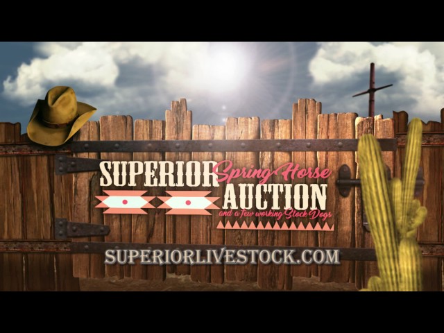 Superior Spring Horse Auction 2017