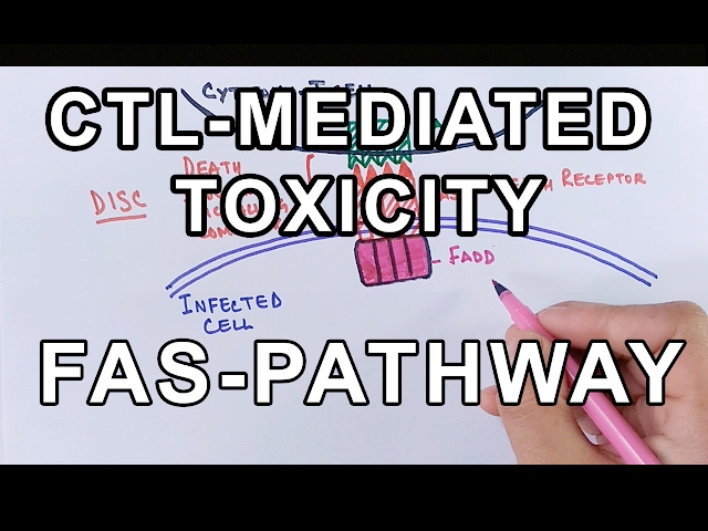 Mechanism of CELL MEDIATED TOXICITY