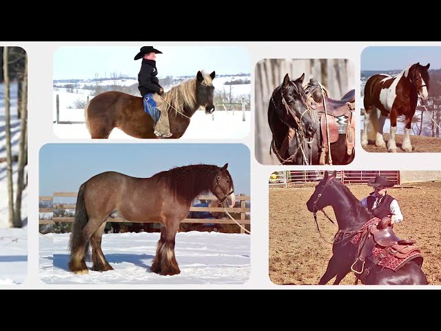 2023 Great American Ranch and Trail Horse Sale