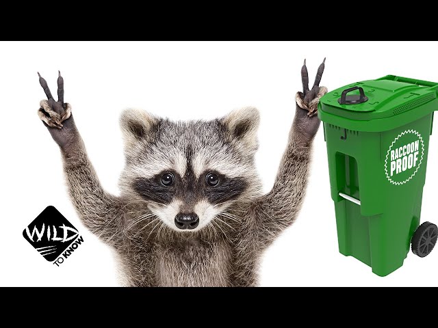 The Trash Panda Challenge: How Raccoons Outsmarted Toronto City | Wild to Know