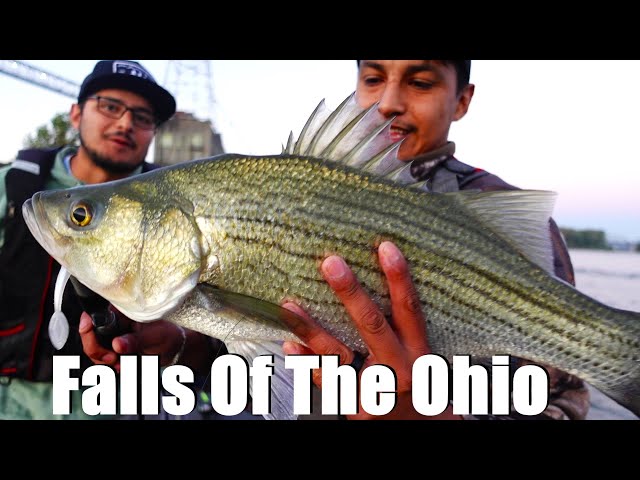 Fishing Dangerous water for Big Hybrid Bass! | Falls of the Ohio, lower gates