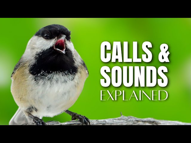 What are Black-capped Chickadee Calls, Sounds and Song used for?