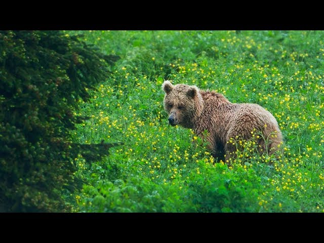 Boz  Ayının Peşinde | Grizzly Bear was here! Tracking Bear