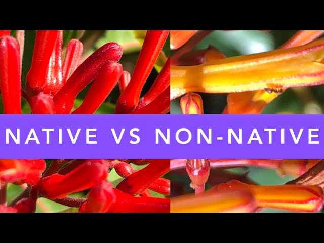 FLORIDA NATIVE FIREBUSH vs. NON-NATIVE FIREBUSH: How to identify? | FLORIDA NATIVE PLANTS