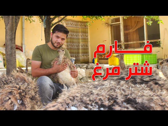 همه چیز در باره فارم شتر مرغ در این گزارش / Ostrich farming in Kabul