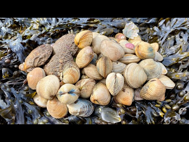 Coastal Foraging - Scallops, Clams, Cockles and Shellfish - Homemade Clam Chowder | The Fish Locker