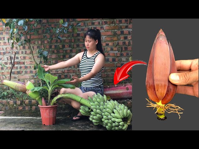 Unique way to grow bananas, the tree grows quickly and bears fruit from the root