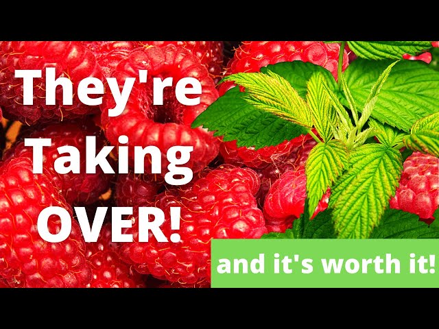 Watch This Before Planting Raspberries | Pruning Fall Bearing Heritage Raspberries | Guten Yardening