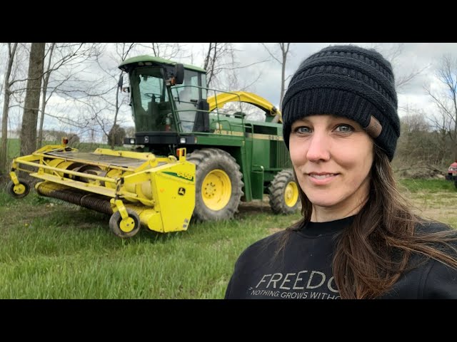 Green Chopping Rye ~ Cows Out To Pasture