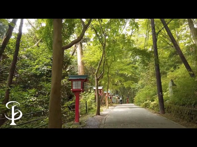 Walking in Summer mountain/Mt.Takao/Nature sounds/Ambience