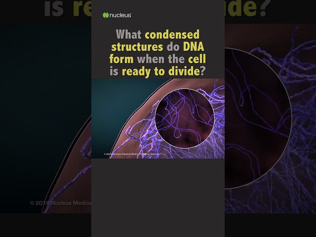 Biology Quiz: What is condensed DNA called? #shorts