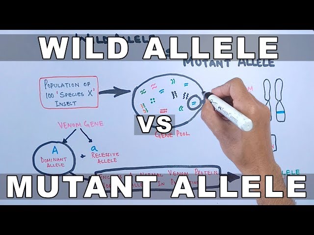 Wild Allele and Mutant Allele