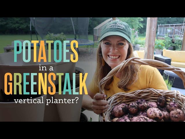 I Planted Potatoes in a Greenstalk Planter. Here's What Happened.