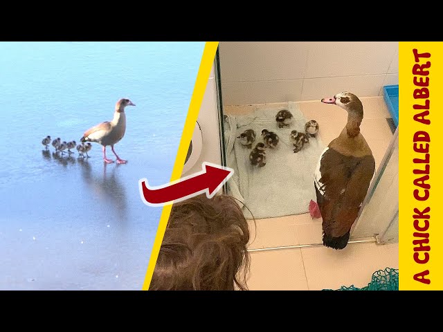 Ice Tragedy Turns Into Bird Family Rescue