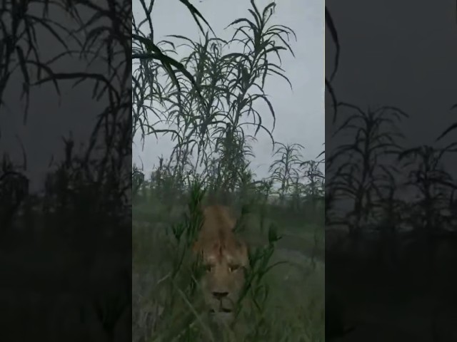 Lioness Stalking in the Tall Grass #shorts #animalia #primalearth #thehunted