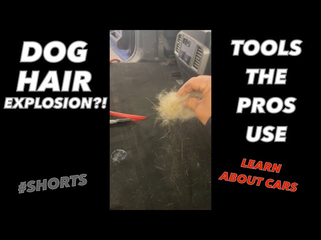 Dog Hair Explosion Clean Up
