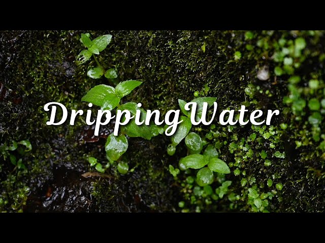 Drip.. Drip.. Drip 10 Hours of Relaxing Water Sounds